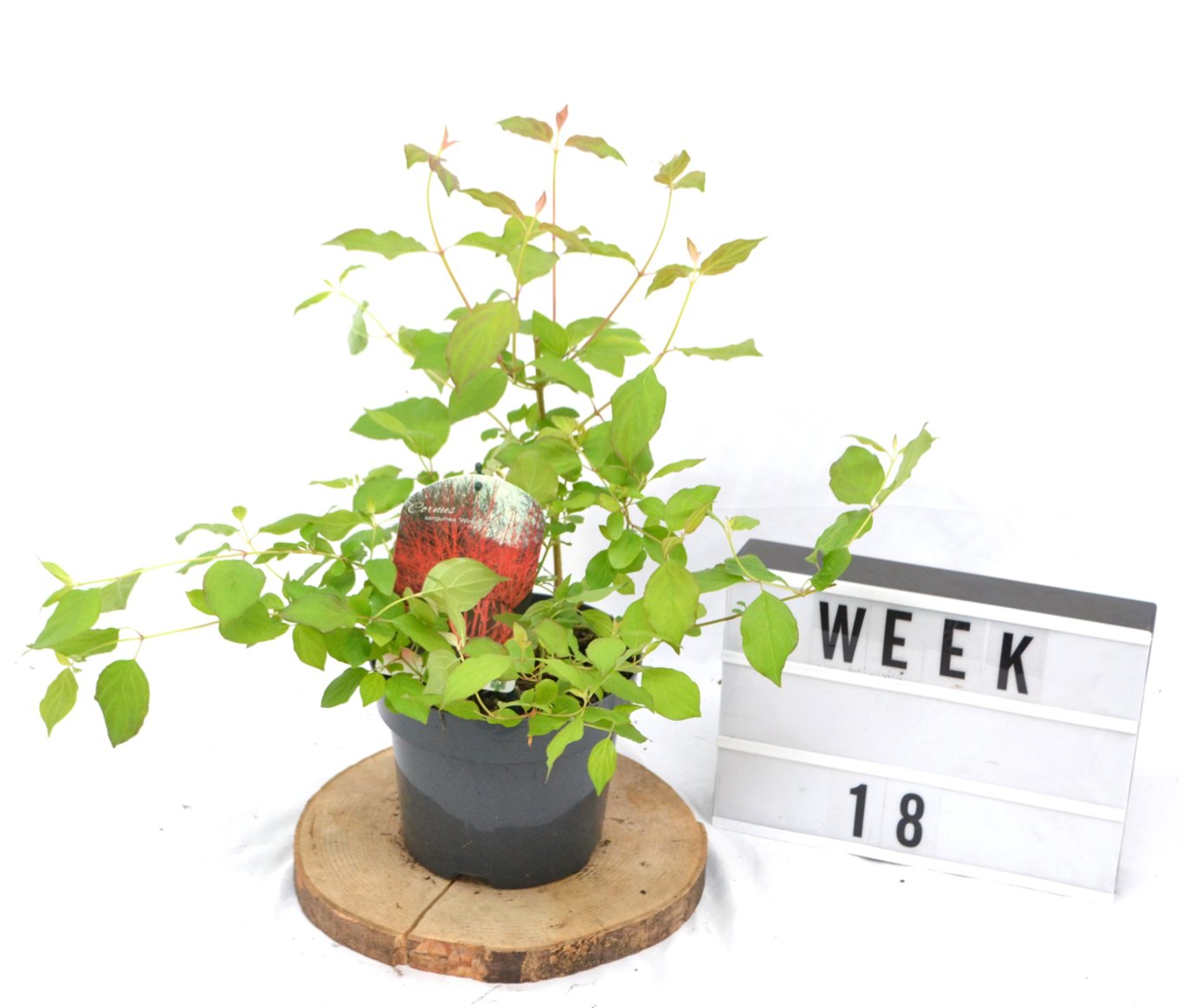Cornus sang. 'Winter Beauty' - C3 20-40 CM